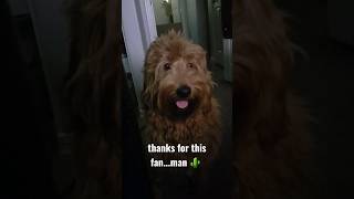 Fluffy puppy sits in front of fan goldendoodle puppy shorts [upl. by Azar]