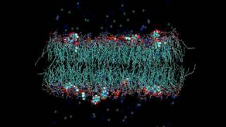 Salicylate interaction with lipid bilayers [upl. by Nidla]