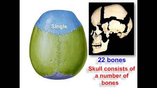 Anatomy of human skeleton and skull in details [upl. by Nessej343]