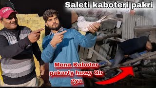 Saleti kabotri pakri or Mona nichy Gir gya kaboter pakarty huwy 🕊😁 [upl. by Devona]