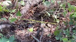 Ground Hornet Nests How Arborists Kill Wasps Fast [upl. by Tlaw]