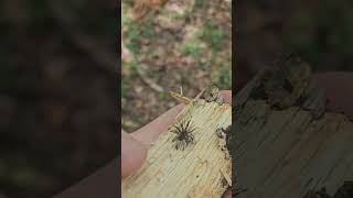 is this a fungus growing in this piece of wood [upl. by Corder554]