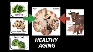 Healthy Nutrient Wealthy and Wise Diet for Healthy Aging  Research on Aging [upl. by Fred]