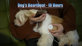 10 Hours 🐶Dog Heartbeat Puppy Soothing sounds Heartbeat Sound Puppy Heartbeat Stemoscope [upl. by Yracaz]