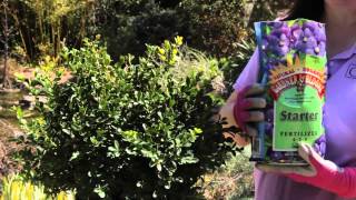 How to Grow Wintergreen Boxwoods  Grow Guru [upl. by Eelhsa]