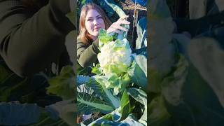 Harvesting Cauliflower Growing cauliflower harvesting homesteading cauliflower permaculture [upl. by Undine584]