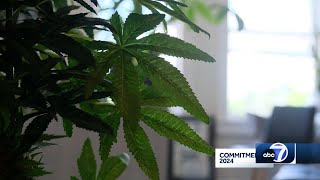 ABC7 factchecking marijuana ads [upl. by Ait754]