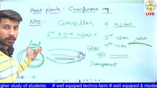 ENTO311 Lecture 25 Diamond Back Moth [upl. by Norri863]