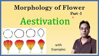 Aestivation  Morphology of Flower  Valvate  Twisted  Imbricate  Vexillary  Quincuncial [upl. by Nauqes]