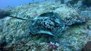 Scuba diving in Andaman Islands India [upl. by Juliana]