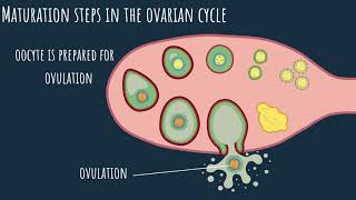 Oogenesis  the ovarian cycle Part 1 [upl. by Tnias]