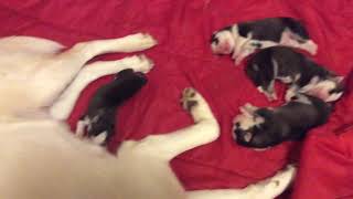 4 Day Old Siberian Husky Puppies [upl. by Aihpos]