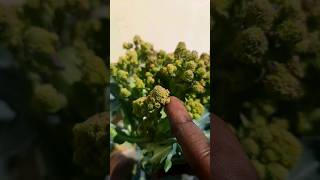 Growing Romanesco broccoli at home TIMELAPSE [upl. by Atteuqaj]