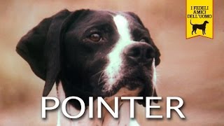 IL POINTER trailer documentario [upl. by Nnayelhsa]