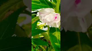 impatiens balsamina flowers [upl. by Ternan275]