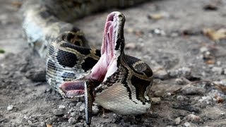 Python vs Python 01  Snake Cannibalism [upl. by Maura746]