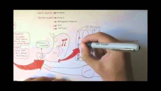 Digestive System Physiology Overview [upl. by Cline]