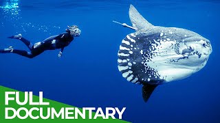 Ocean Stories  Full Series  Free Documentary Nature [upl. by Kiersten]