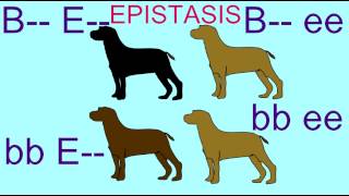 EPISTASIS IN INHERITANCE OF LABRADOR RETRIEVER COAT COLOR [upl. by Alwin]