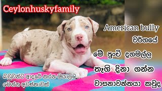 American bully puppy give a way🥰 [upl. by Nodarb]