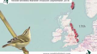 Yellowbrowed Warbler invasion September 2016 [upl. by Lipp95]