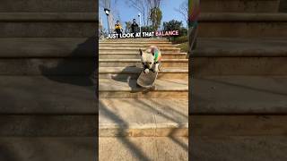 This French Bulldog has some crazy skateboarding skills 🤩🛹👏 shorts dog skateboard [upl. by Adihsar136]