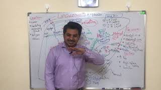 LIPOGENESIS part 1 EASY MADE LEARNING in URDU [upl. by Caines]