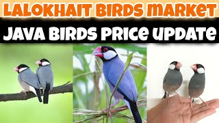 Java bird price in Karachi  lalukhet birds market 2024 latest update [upl. by Claudetta]