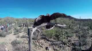 Harriss Hawks Soar at the ArizonaSonora Desert Museum [upl. by Haynor]