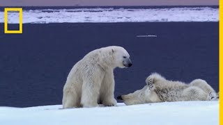 Lours polaire suit une femelle à lodeur pendant des semaines [upl. by Ylen]