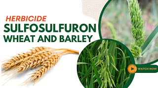 Sulfosulfuron Herbicide Guide Effective Weed Control for Wheat and Barley [upl. by Gurney]