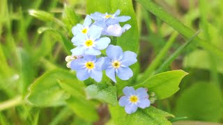 Floare de NUMAUITA  Myosotis [upl. by Antons685]