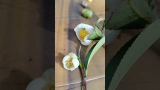 Tea flowertea blooming tea youtube youtubeshorts flowers blooming trending [upl. by Roldan]