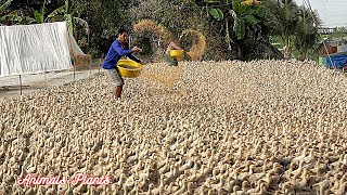 The duck  The process of raising laying ducks from hatching eggs to laying eggsAnimals Plants [upl. by Ioab986]