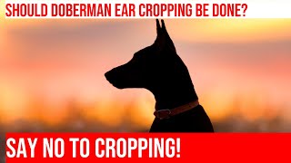 Doberman Ear Cropping The Debate amp What to Consider [upl. by Ettenuahs]