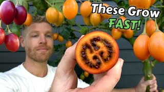 The Speedy Fruit Tree You Need to Grow Tamarillo  Tree Tomato [upl. by Cher]