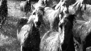 HD BBC Earthflight Horses and Flamencos [upl. by Samul35]