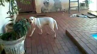 Safira Labrador Sindrome Vestibular0001 Zhenvetwmv [upl. by Nishom501]