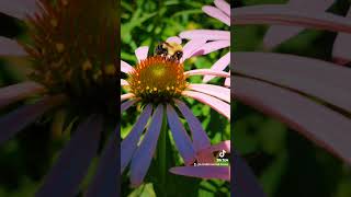 echinacea coneflower bumblebee pollinators nature bug [upl. by Thera729]