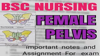 FEMALE PELVIS notes and assignment bsc nursing notes  obstetric and gynecology nursing [upl. by Olaf260]