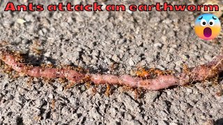 Big headed ants attacking a live earthworm [upl. by Padgett]