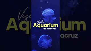 Visita el Aquarium de Veracruz turismo playa veracruzpuerto turismoveracruz [upl. by Landry335]