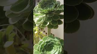 Aeonium Succulent flowers plantgardening gardens [upl. by Krid]