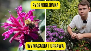 Pysznogłówka  wymagania i uprawa Monardy bylina o kwiatach niczym barwne pióropusze [upl. by Shah402]