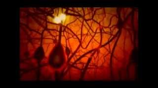 PBS The Secret Life of the Brain  The Babys Brain miniwmv [upl. by Odnavres38]