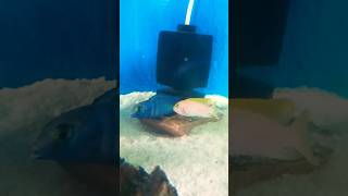 Dolphin Cichlid Fight 😤┃Kya Karu in Cichlids ka 🐠 dolphin cichlid aquarium shorts [upl. by Isleana]