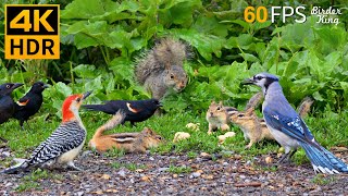 Cat TV for Cats to Watch 😺 Nonstop Chipmunks Birds Squirrels 🐿 8 Hours 4K HDR 60FPS [upl. by Kristine]