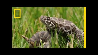 A Mysterious Fungus Is Killing Rattlesnakes  National Geographic [upl. by Haleelahk807]