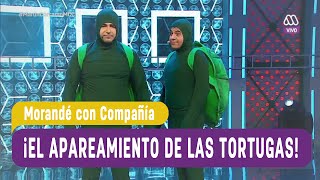 El apareamiento de las tortugas  Morandé con Compañía 2016 [upl. by Legnalos649]