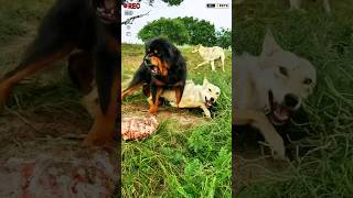 Monster Tibetan Mastiff dog vs Pack of Wolfs shorts viralshort ytshorts [upl. by Aivatan]